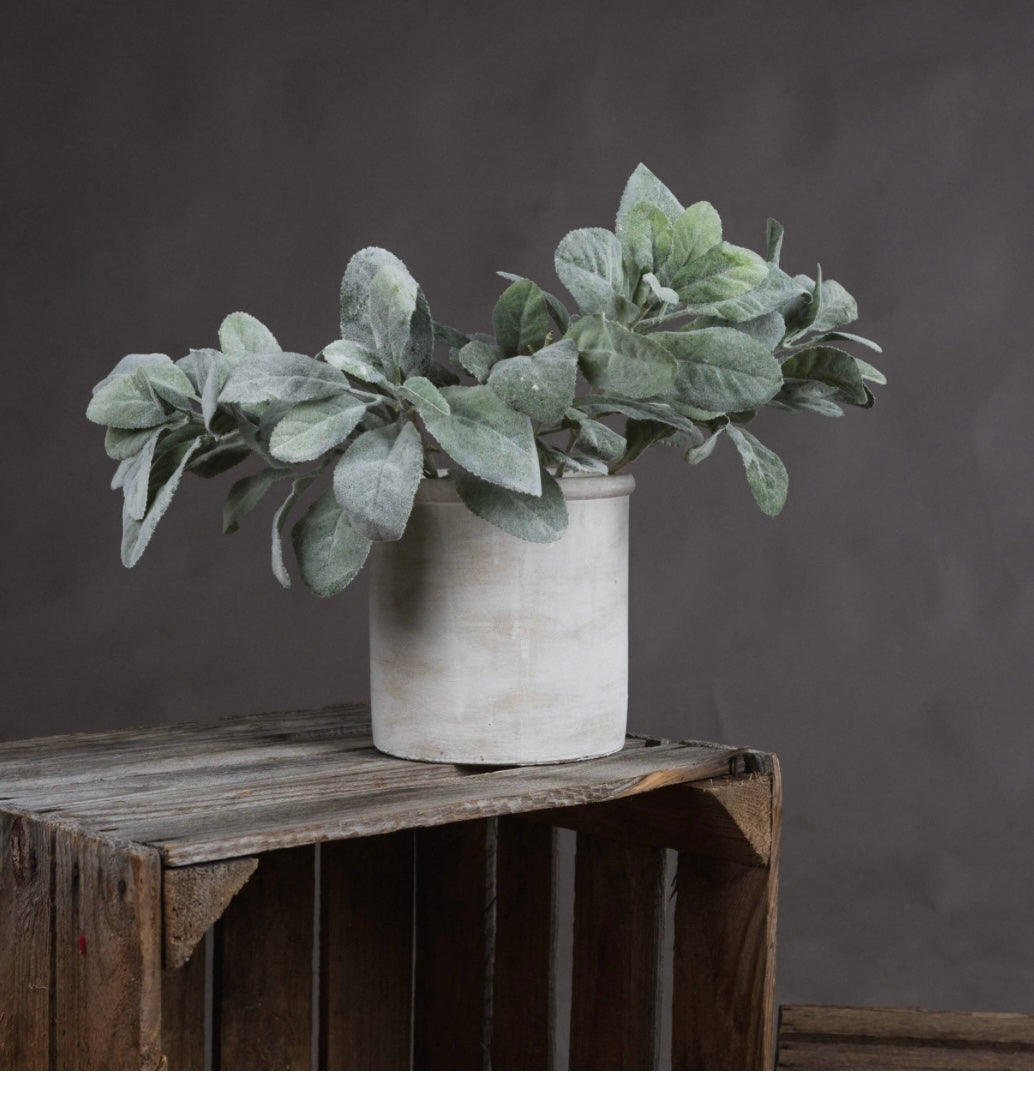 Lambs Ear Spray Short Stem