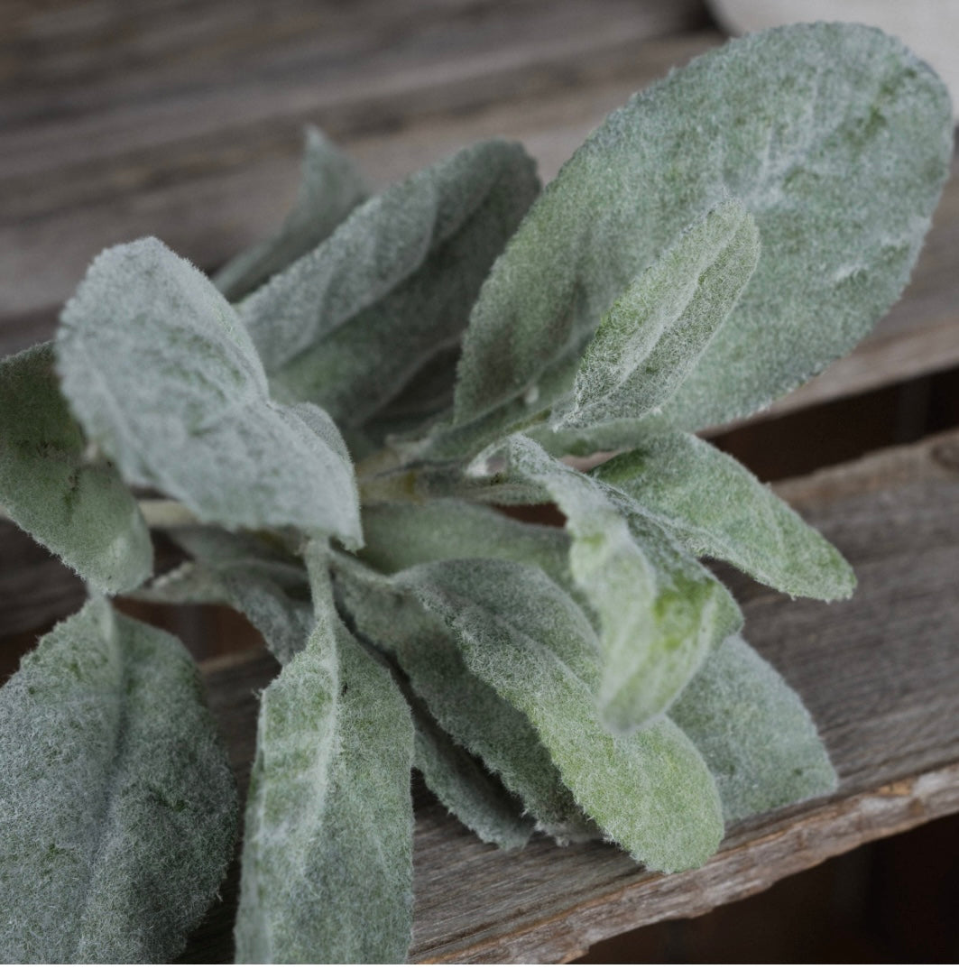 Lambs Ear Spray Short Stem