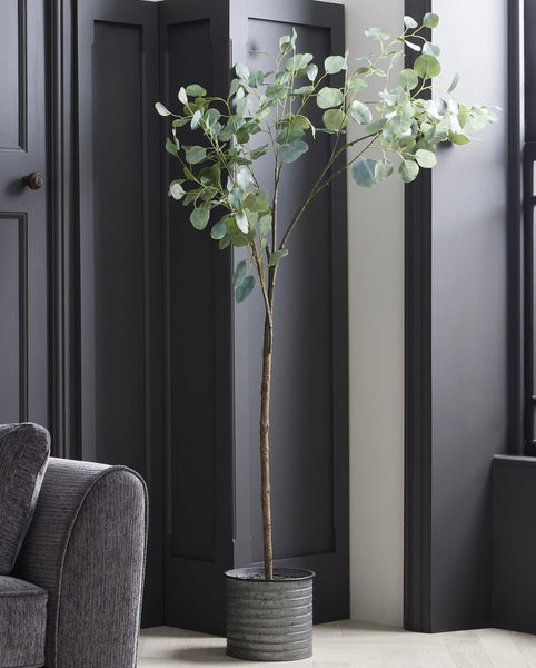 Eucalyptus Tree In Metallic Pot