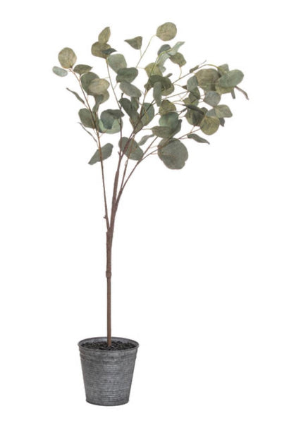 Eucalyptus Tree In Metallic Pot