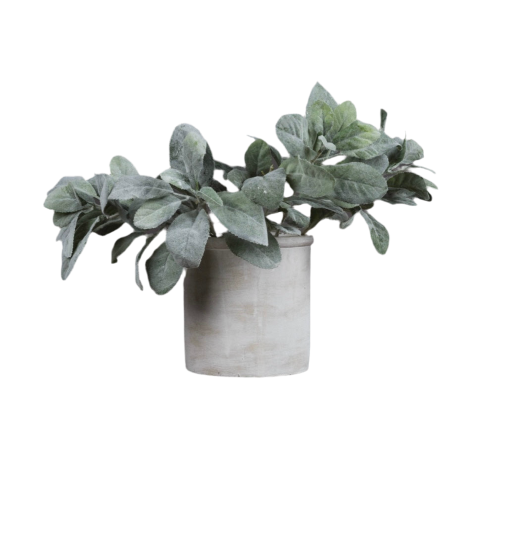 Lambs Ear Spray Short Stem