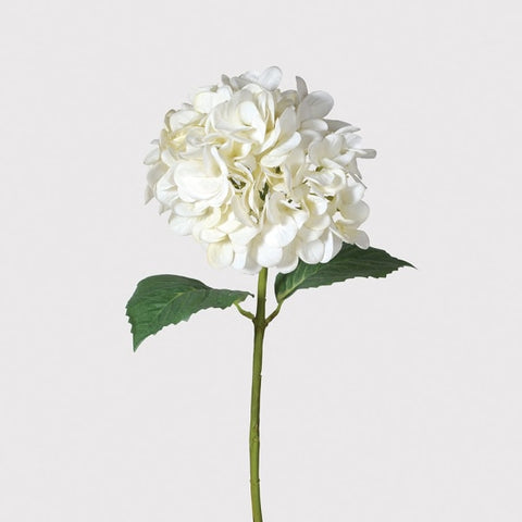 White ‘Feel Real’ Hydrangea