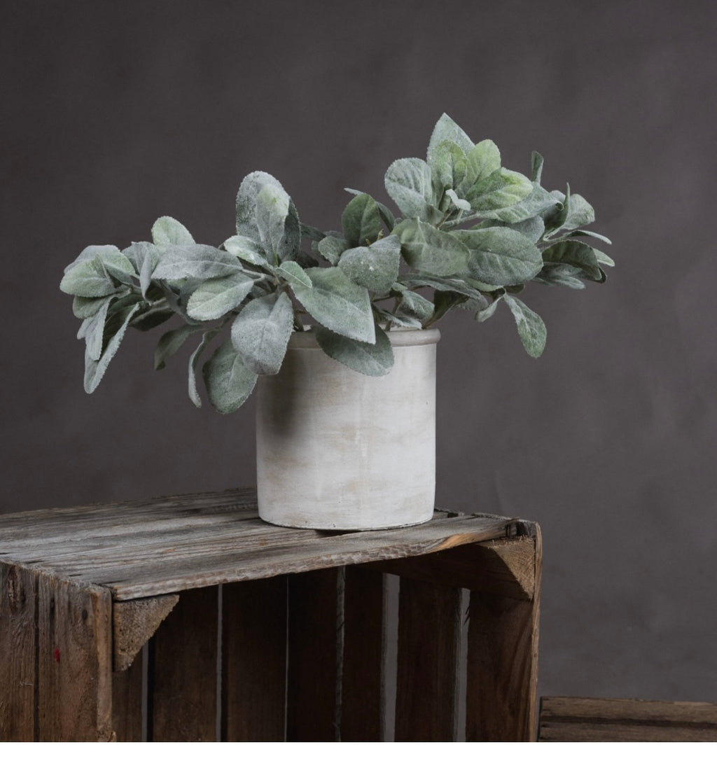 Lambs Ear Spray Short Stem