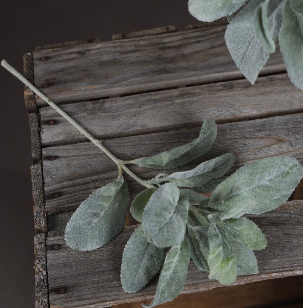 Lambs Ear Spray Short Stem